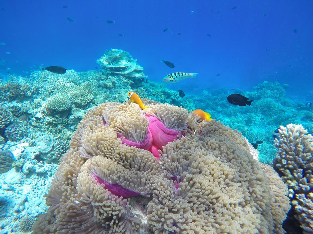 Отель Lily Rest Maldives Маафуши Экстерьер фото